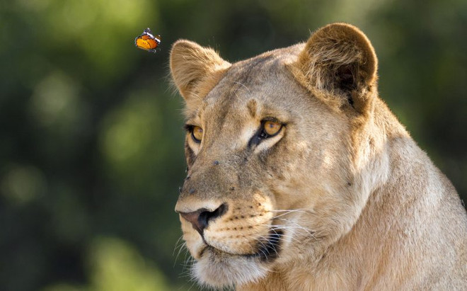[Photo] Con bướm liều lĩnh đậu lên đầu, trêu ngươi sư tử ảnh 4