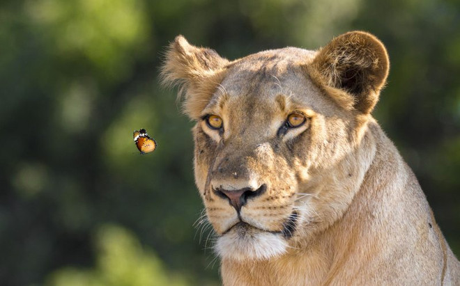 [Photo] Con bướm liều lĩnh đậu lên đầu, trêu ngươi sư tử ảnh 2