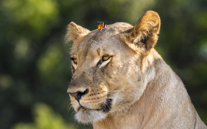 [Photo] Con bướm liều lĩnh đậu lên đầu, trêu ngươi sư tử ảnh 3