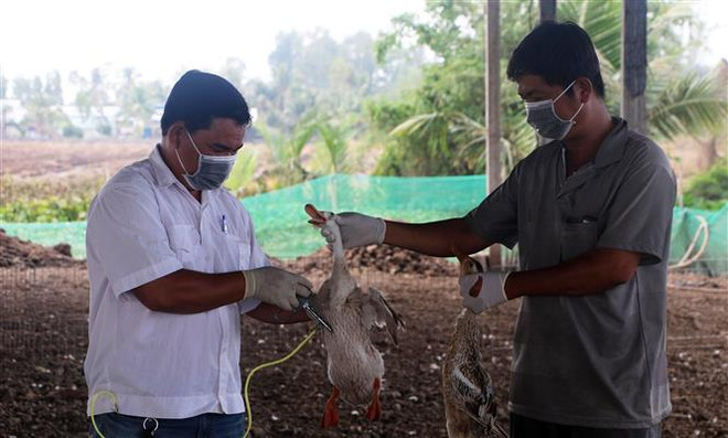 Tiêm phòng, chủ động phòng chống cúm (H5N1) cho gia cầm. (Ảnh Tuấn Phi/TTXVN) Quảng Ngãi: Ngăn chặn nguy cơ bùng phát dịch bệnh cúm gia cầm A/H5N1 ảnh 1