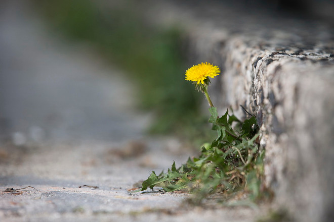 Vẻ đẹp của những bông hoa dại mọc trên mặt đất khô cằn ảnh 1