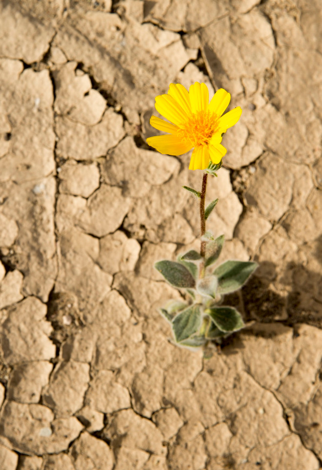 Vẻ đẹp của những bông hoa dại mọc trên mặt đất khô cằn ảnh 4