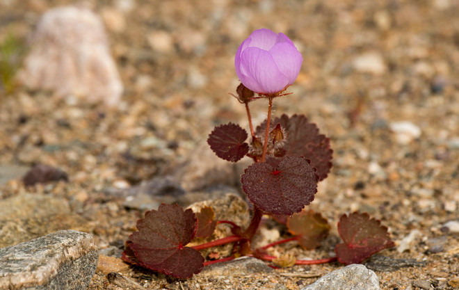 Vẻ đẹp của những bông hoa dại mọc trên mặt đất khô cằn ảnh 6