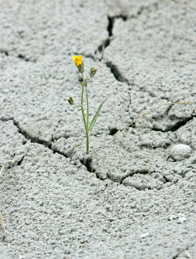 Vẻ đẹp của những bông hoa dại mọc trên mặt đất khô cằn ảnh 2