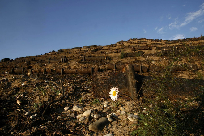 Vẻ đẹp của những bông hoa dại mọc trên mặt đất khô cằn ảnh 5