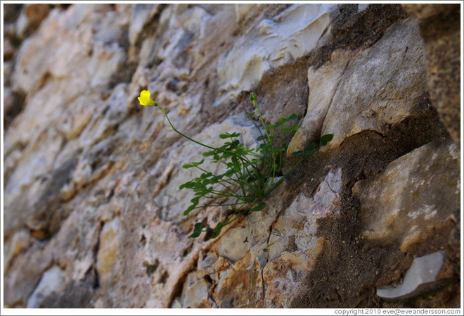 Vẻ đẹp của những bông hoa dại mọc trên mặt đất khô cằn ảnh 11