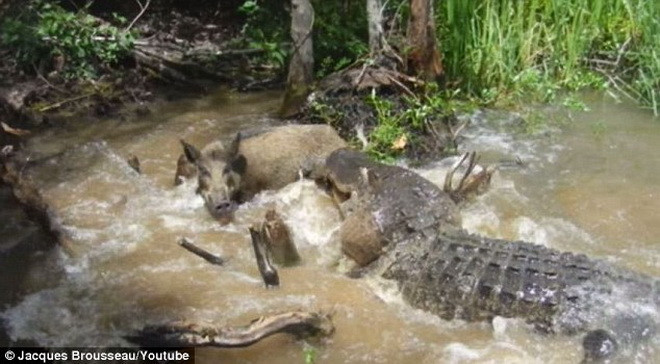 [Video] Con cá sấu hung dữ lao nhanh như cắt hạ gục lợn rừng ảnh 1