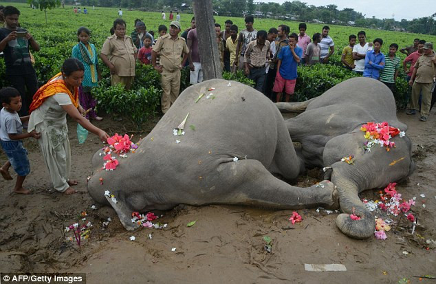 Ấn Độ: Người dân đau đớn khi thấy hai con voi bị điện giật chết ảnh 4