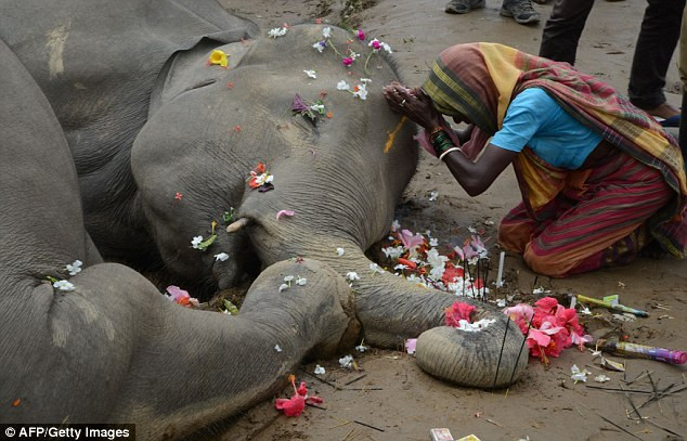 Ấn Độ: Người dân đau đớn khi thấy hai con voi bị điện giật chết ảnh 2