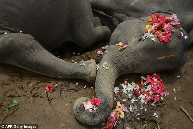 Ấn Độ: Người dân đau đớn khi thấy hai con voi bị điện giật chết ảnh 3