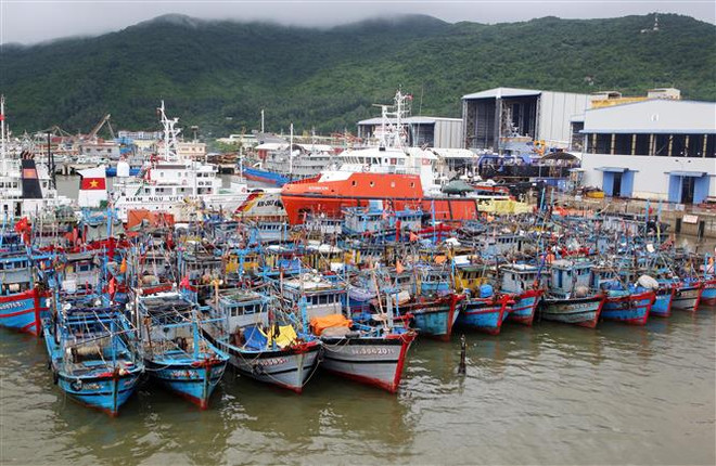 Tàu thuyền của ngư dân miền Trung được neo đậu tránh bão số 6 tại Âu thuyền Thọ Quang. (Ảnh: Trần Lê Lâm/TTXVN) Bão số 6 suy yếu thành một vùng áp thấp, nhiều khu vực có mưa dông ảnh 1