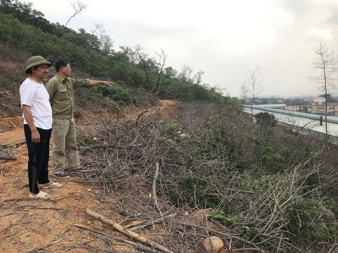 Hải Dương: Gần 1ha rừng trồng ở Chí Linh bị chết vì khô nóng ảnh 1