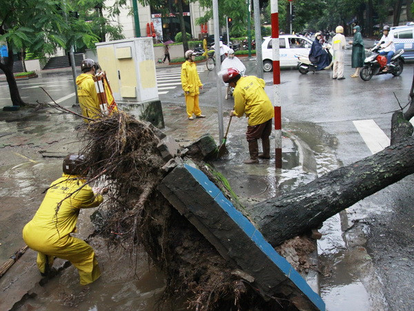 Nhiều cây đổ, cửa kính bị vỡ khi bão số 2 vào Quảng Ninh ảnh 1