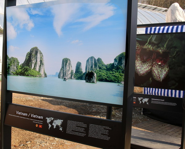 "Ngoại giao phong lan" Việt-Séc: Trưng bày nhiều loài lan quý ảnh 3