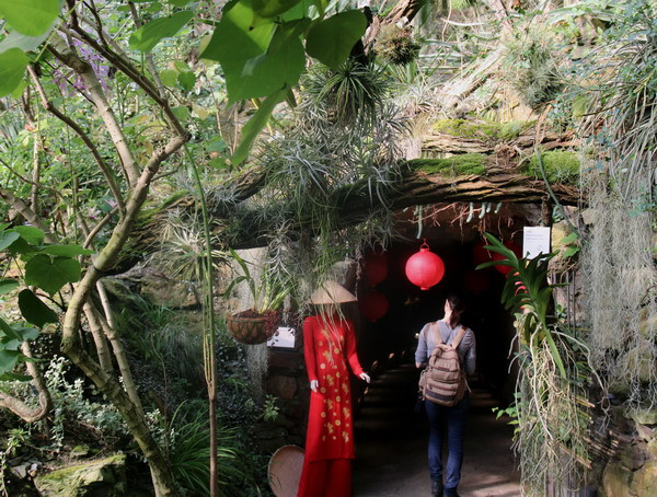 "Ngoại giao phong lan" Việt-Séc: Trưng bày nhiều loài lan quý ảnh 4