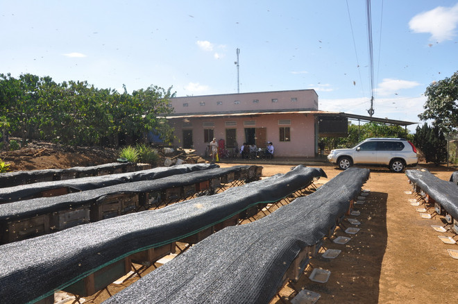 Làm thế nào để chọn đúng mật ong tốt và ngon ảnh 5