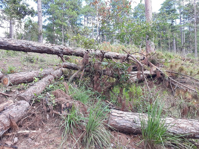 Lâm Đồng: Xác minh vụ “Đua nhau phá rừng, lấn chiếm đất hậu dự án” ảnh 1