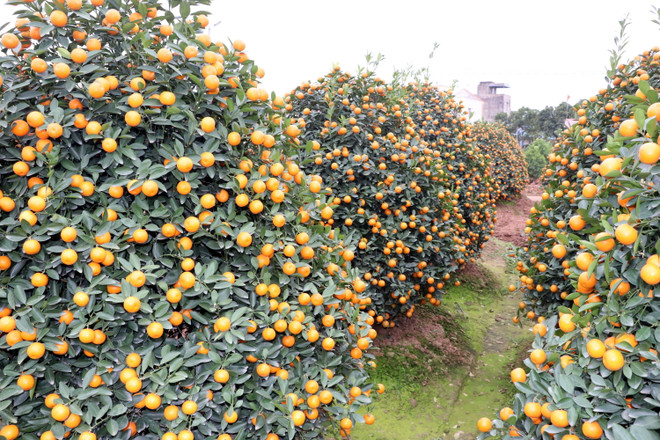 Quất cảnh đón Tết Nguyên đán Canh Tý 2020 đắt hàng ảnh 1