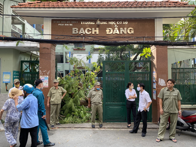 Cây phượng trong sân trường bật gốc đổ vào nhiều học sinh xếp hàng ảnh 4