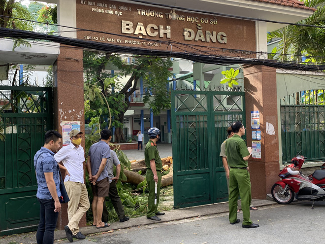 Cây phượng trong sân trường bật gốc đổ vào nhiều học sinh xếp hàng ảnh 3