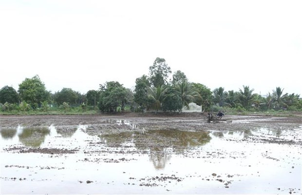 Xâm nhập mặn ở ĐBSCL sẽ đạt mức cao nhất vào cuối tháng 1 ảnh 1