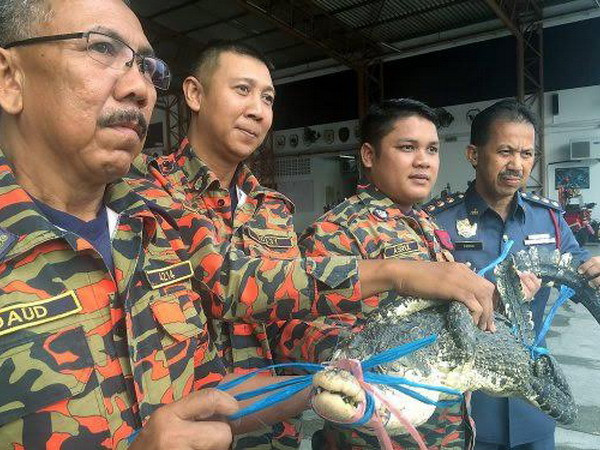 Tá hỏa khi phát hiện cá sấu trong khu chợ đông đúc ở Malaysia ảnh 1