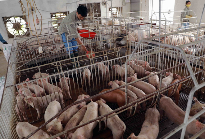 ttxvn dan gia suc_resize.jpg