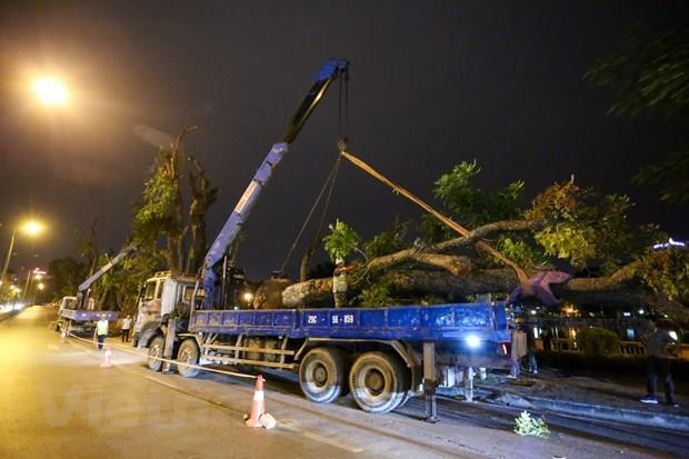 Hà Nội sẽ di dời 1.900 cây xanh để tổ chức lại giao thông ảnh 1