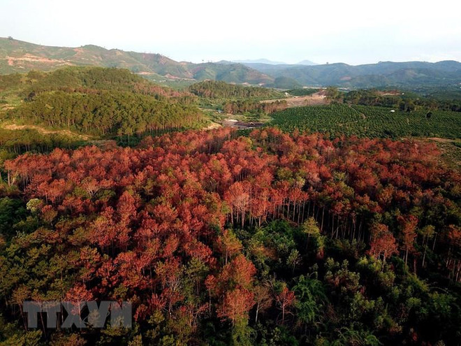 Vụ hàng ngàn cây thông bị hạ độc: Khởi tố vụ án hủy hoại tài sản ảnh 1