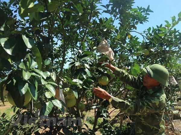 Cuộc sống ấm no trên các "tọa độ lửa" của vùng đất Hà Tĩnh ảnh 1