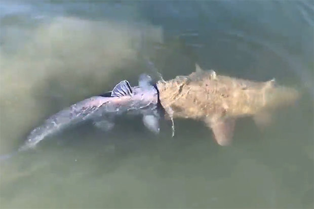 Rùng mình cảnh con cá da trơn khổng lồ cắn đầu đồng loại ảnh 1