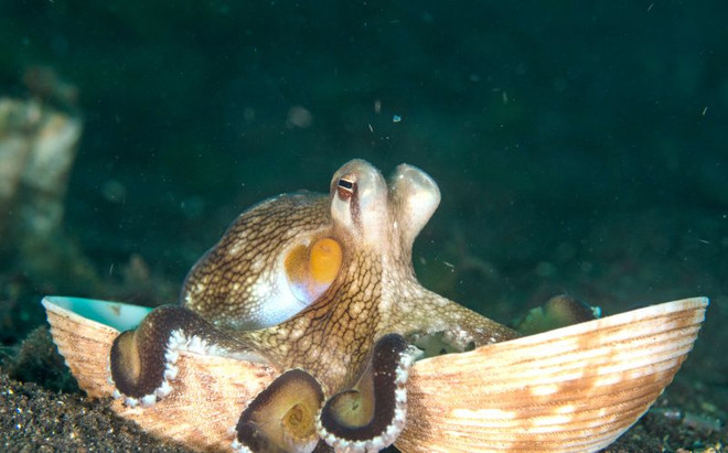 Con bạch tuộc tinh ranh chui vào vỏ ngao để lẩn trốn kẻ thù ảnh 4