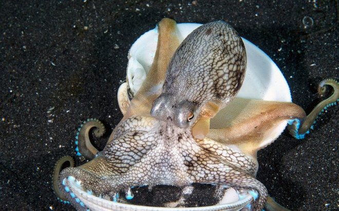 Con bạch tuộc tinh ranh chui vào vỏ ngao để lẩn trốn kẻ thù ảnh 2