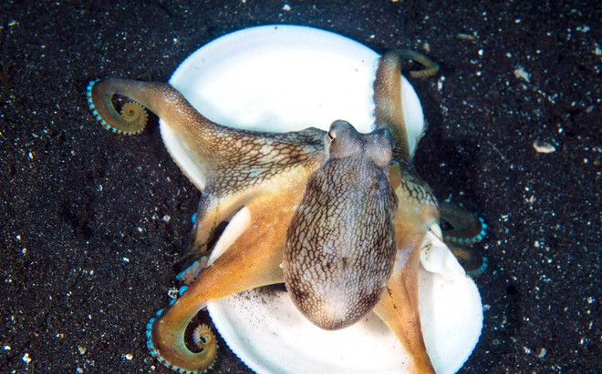 Con bạch tuộc tinh ranh chui vào vỏ ngao để lẩn trốn kẻ thù ảnh 3