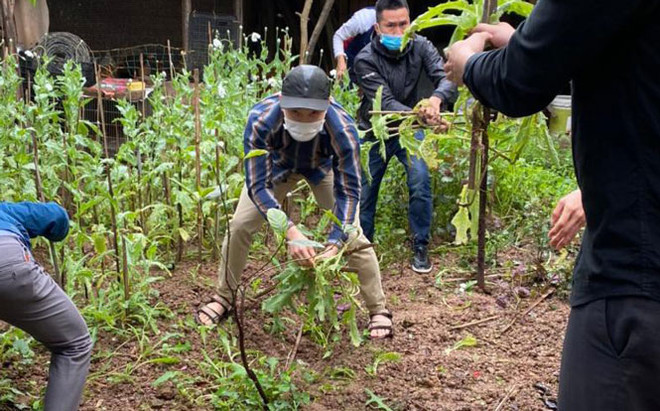 Hà Nội: Phát hiện một hộ dân trồng cây anh túc trong vườn nhà ảnh 1