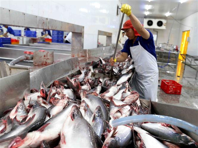 Chế biến cá tra xuất khẩu tại nhà máy của Tập đoàn Sao Mai (tỉnh An Giang). (Ảnh: Vũ Sinh/TTXVN) 9 tháng, tổng kim ngạch xuất, nhập khẩu hàng hóa tăng trên 24% ảnh 2
