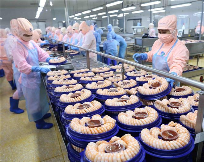Chế biến tôm xuất khẩu tại nhà máy của Tập đoàn Minh Phu Seafood Corp, Khu công nghiệp Nam Sông Hậu (Hậu Giang). (Ảnh: Vũ Sinh/TTXVN) 9 tháng, tổng kim ngạch xuất, nhập khẩu hàng hóa tăng trên 24% ảnh 1