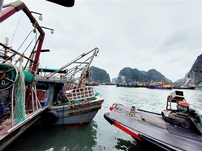 Chi phí tăng, ngư dân vẫn vượt khó vươn khơi bám biển ảnh 1