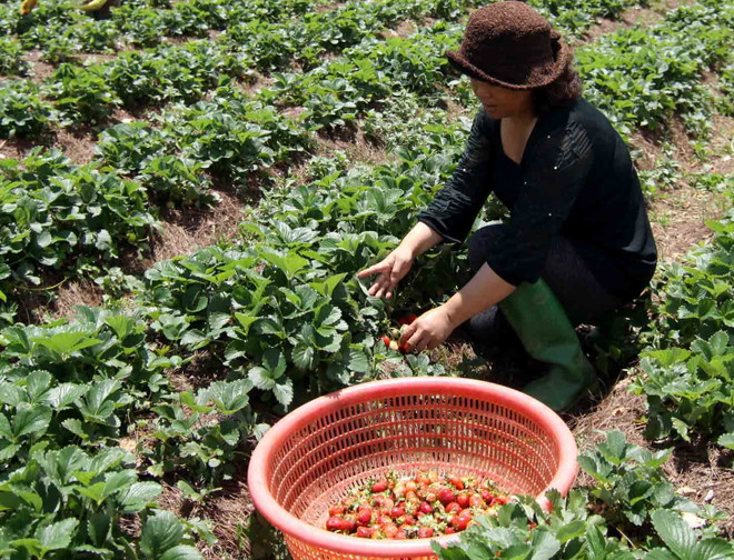 Thời tiết bất lợi đẩy giá dâu tây Đà Lạt tăng cao gấp 2-3 lần ảnh 1