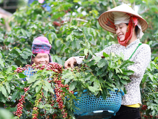 Nhiều kỹ thuật độc đáo được áp dụng cho cây càphê Việt Nam ảnh 1