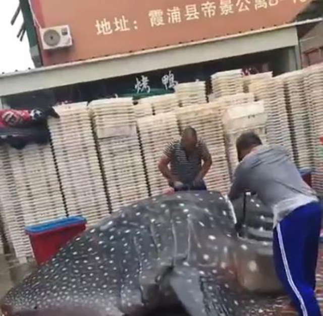 Phẫn nộ cảnh xẻ thịt cá mập voi trên phố để bán cho nhà hàng ảnh 2