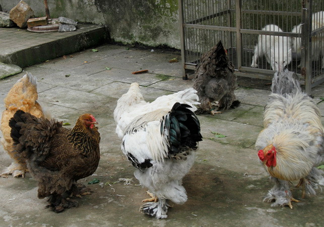 Năm Dậu nói chuyện con gà trong kho tàng văn hóa Việt Nam ảnh 1