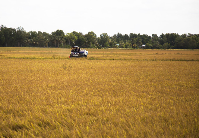 Người nông dân đưa thương hiệu gạo đặc sản Tiền Giang ra thế giới ảnh 1