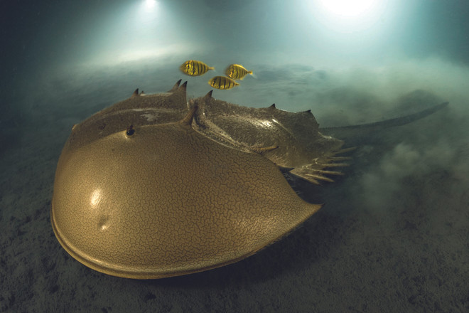 Bức ảnh chiến thắng trong Cuộc thi Nhiếp ảnh về Động vật hoang dã 2023 ảnh 1