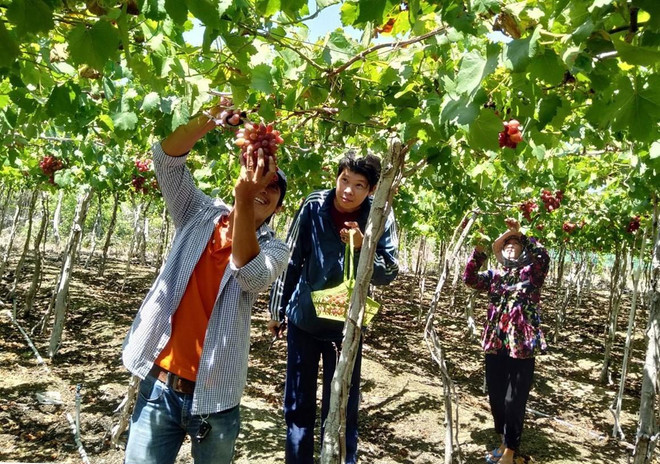 Phát triển loại hình du lịch cộng đồng tại tỉnh Ninh Thuận ảnh 2