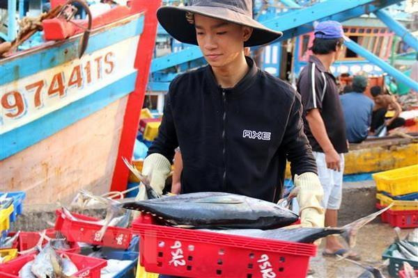 Khắc phục "thẻ vàng" IUU: Không đăng kiểm tàu cá đánh dấu sai quy định ảnh 1