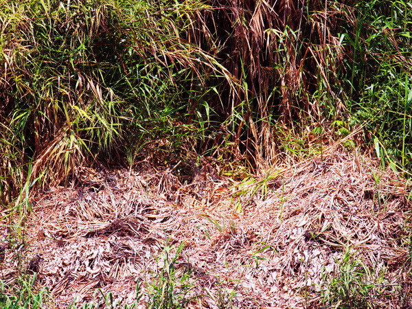 Toàn bộ các kênh mương trong lâm phần U Minh Hạ đã khô cạn ảnh 1