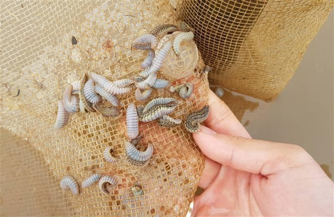 Ninh Bình đã xác định được loài sinh vật lạ ăn thịt ngao giống ảnh 1