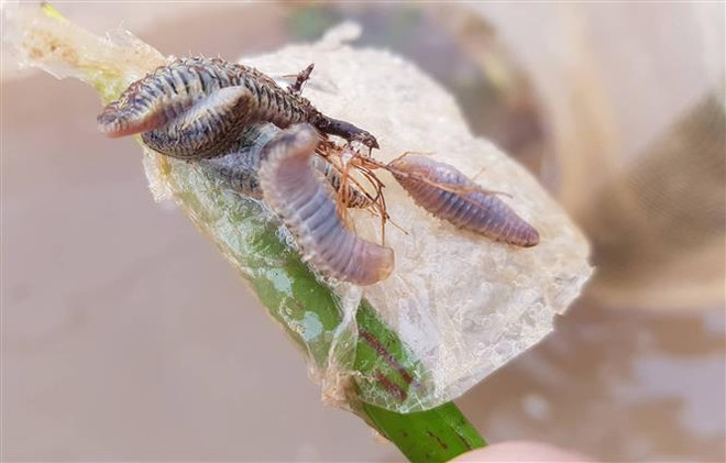 Ninh Bình đã xác định được loài sinh vật lạ ăn thịt ngao giống ảnh 2