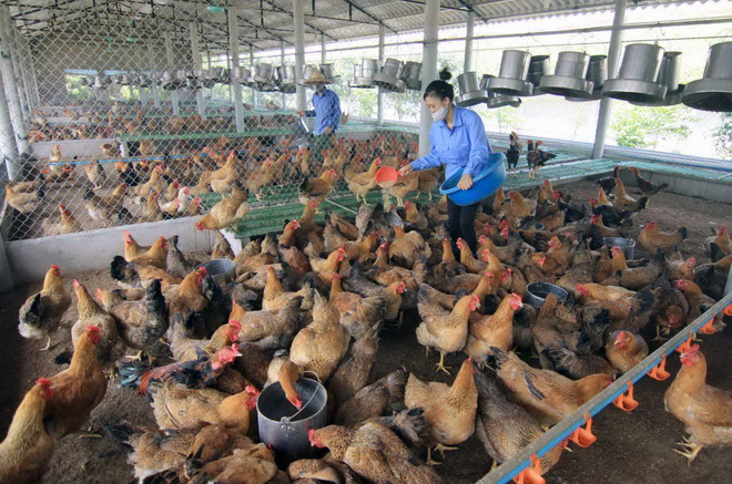 Việt Nam nỗ lực thực hiện các biện pháp giảm nghèo bền vững ảnh 3